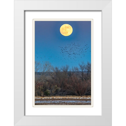 USA-New Mexico-Bosque Del Apache National Wildlife Refuge-Full moon rising and flying blackbirds White Modern Wood Framed Art Print with Double Matting by Jaynes Gallery