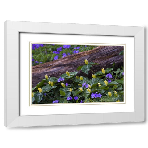 NC, Great Smoky Mts Spring flowers by a log White Modern Wood Framed Art Print with Double Matting by Rotenberg, Nancy