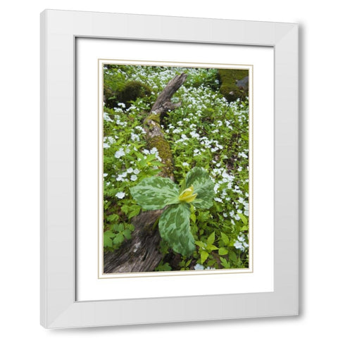 North Carolina, Great Smoky Mts Trillium flowers White Modern Wood Framed Art Print with Double Matting by Rotenberg, Nancy