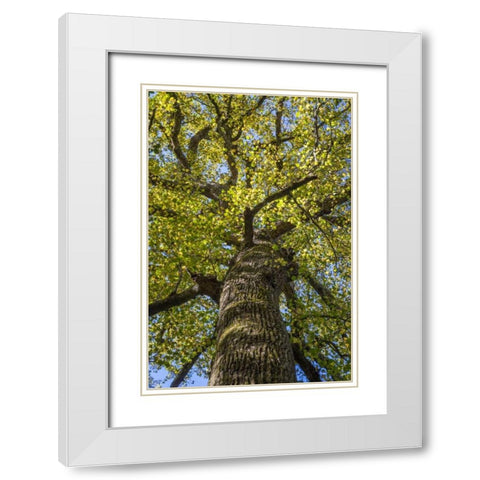North Carolina Poplar in Joyce Kilmer Forest White Modern Wood Framed Art Print with Double Matting by Paulson, Don
