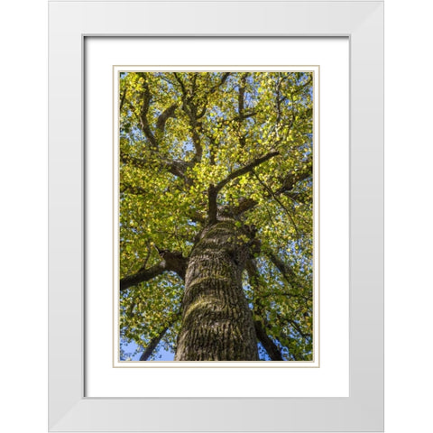 North Carolina Poplar in Joyce Kilmer Forest White Modern Wood Framed Art Print with Double Matting by Paulson, Don