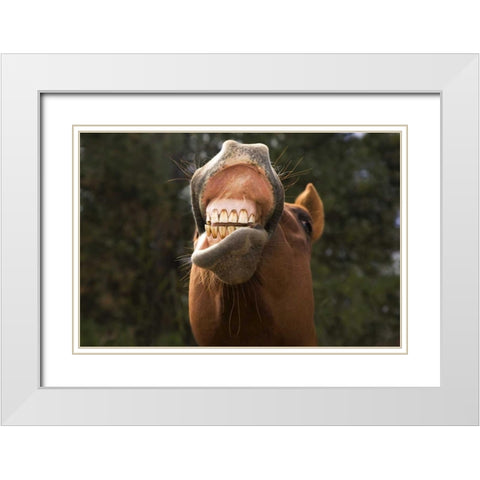 OR, Seneca A horse showing his teeth White Modern Wood Framed Art Print with Double Matting by Kaveney, Wendy