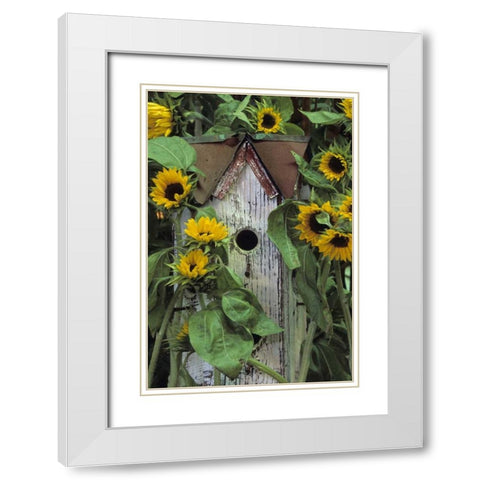 Pennsylvania Birdhouse and garden sunflowers White Modern Wood Framed Art Print with Double Matting by Rotenberg, Nancy