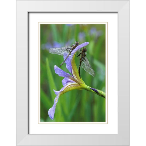 USA, Pennsylvania Two dragonflies on iris flower White Modern Wood Framed Art Print with Double Matting by Rotenberg, Nancy
