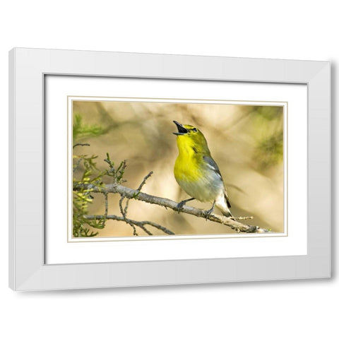 TX, Balcones Canyon Yellow-throated vireo sings White Modern Wood Framed Art Print with Double Matting by Welling, Dave