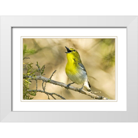 TX, Balcones Canyon Yellow-throated vireo sings White Modern Wood Framed Art Print with Double Matting by Welling, Dave