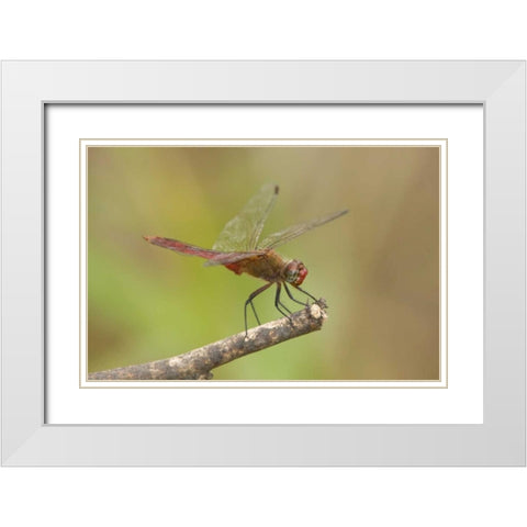 TX, Bentsen Male red-tailed pennant dragonfly White Modern Wood Framed Art Print with Double Matting by Welling, Dave
