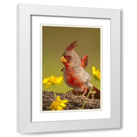 Texas, Hidalgo County Male pyrrhuloxia bird White Modern Wood Framed Art Print with Double Matting by Illg, Cathy and Gordon