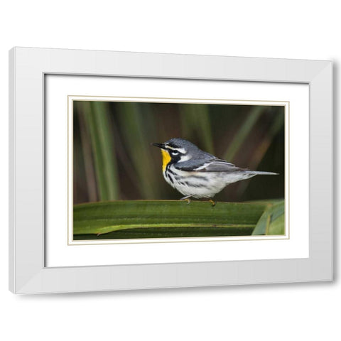 TX, South Padre Isl Male yellow-throated warbler White Modern Wood Framed Art Print with Double Matting by Welling, Dave