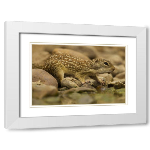 Texas, Hidalgo Mexican ground squirrel drinking White Modern Wood Framed Art Print with Double Matting by Illg, Cathy and Gordon