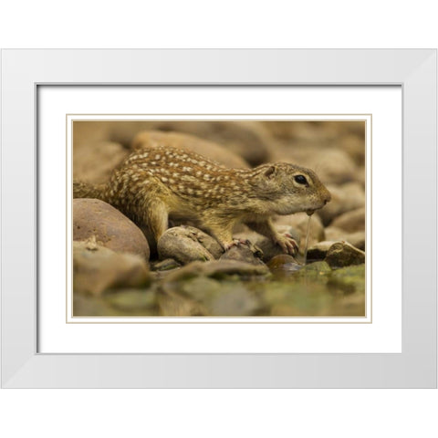 Texas, Hidalgo Mexican ground squirrel drinking White Modern Wood Framed Art Print with Double Matting by Illg, Cathy and Gordon