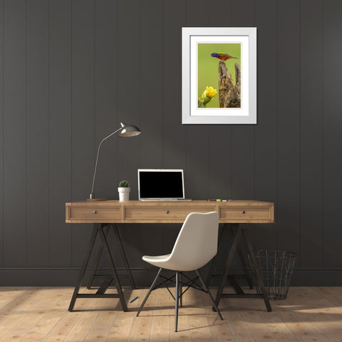 TX, Hidalgo Co, Male painted bunting on stump White Modern Wood Framed Art Print with Double Matting by Illg, Cathy and Gordon