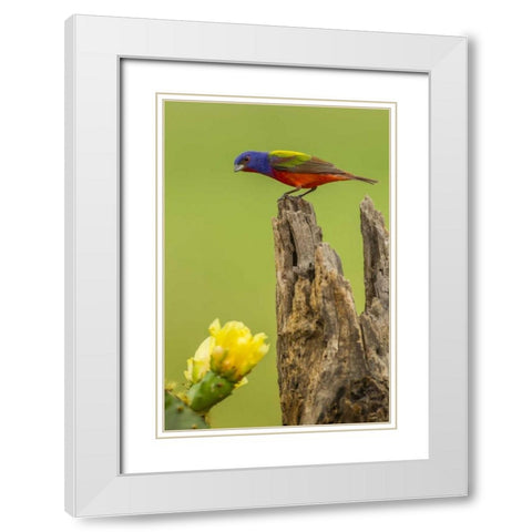 TX, Hidalgo Co, Male painted bunting on stump White Modern Wood Framed Art Print with Double Matting by Illg, Cathy and Gordon