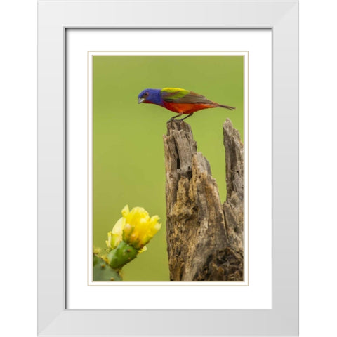 TX, Hidalgo Co, Male painted bunting on stump White Modern Wood Framed Art Print with Double Matting by Illg, Cathy and Gordon
