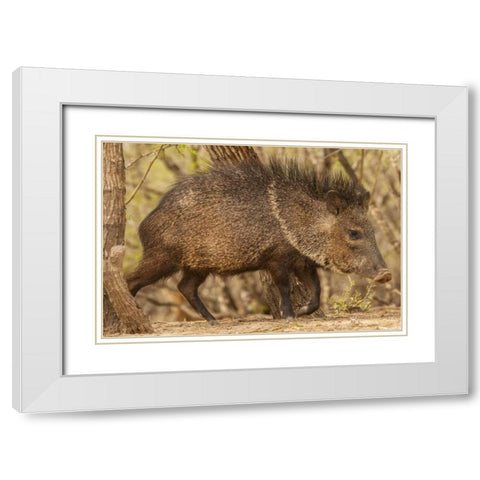 Texas, Hidalgo Co Close up of a Javelina White Modern Wood Framed Art Print with Double Matting by Illg, Cathy and Gordon