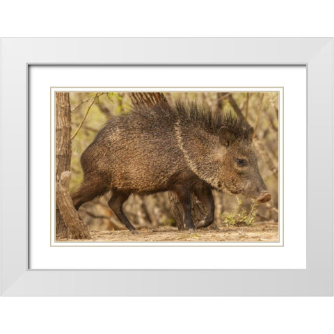 Texas, Hidalgo Co Close up of a Javelina White Modern Wood Framed Art Print with Double Matting by Illg, Cathy and Gordon