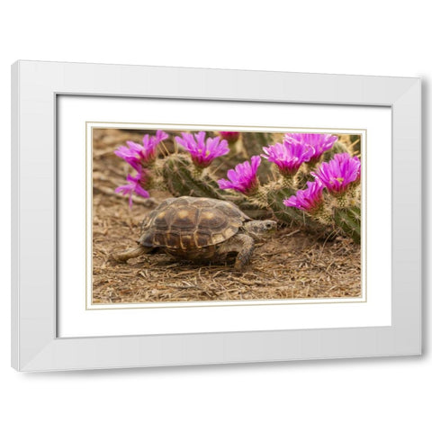 TX, Berlandiers tortoise and strawberry pataya White Modern Wood Framed Art Print with Double Matting by Illg, Cathy and Gordon
