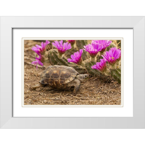 TX, Berlandiers tortoise and strawberry pataya White Modern Wood Framed Art Print with Double Matting by Illg, Cathy and Gordon