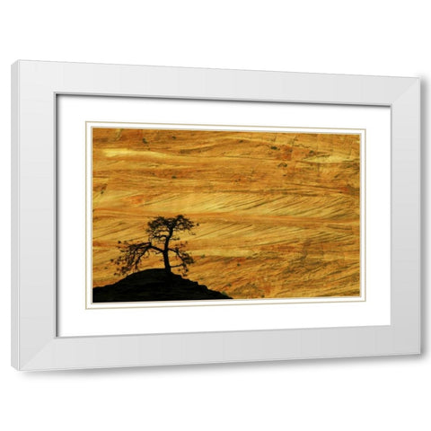 UT, Zion NP The silhouette of a small tree White Modern Wood Framed Art Print with Double Matting by Kaveney, Wendy