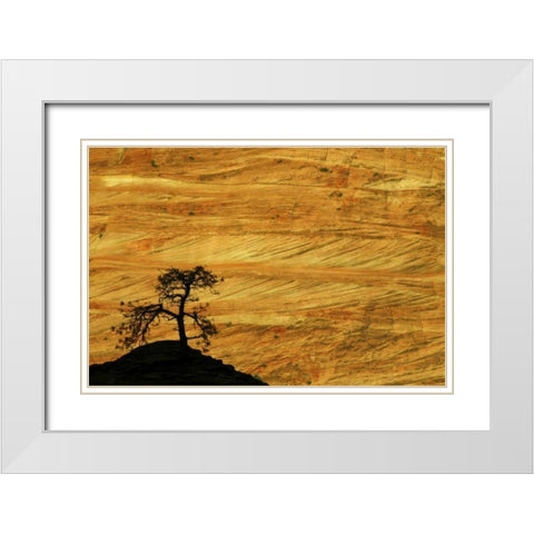UT, Zion NP The silhouette of a small tree White Modern Wood Framed Art Print with Double Matting by Kaveney, Wendy