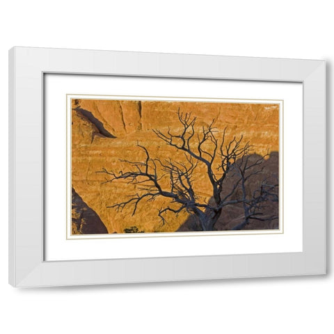 UT, Arches NP Juniper tree skeleton at sunset White Modern Wood Framed Art Print with Double Matting by Illg, Cathy and Gordon