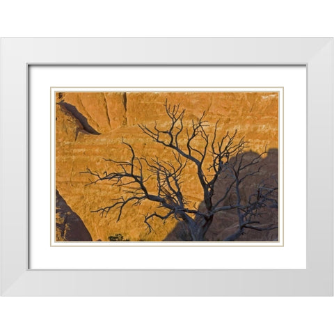 UT, Arches NP Juniper tree skeleton at sunset White Modern Wood Framed Art Print with Double Matting by Illg, Cathy and Gordon