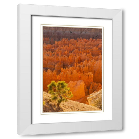 USA, Utah, Bryce Canyon NP White Modern Wood Framed Art Print with Double Matting by Illg, Cathy and Gordon