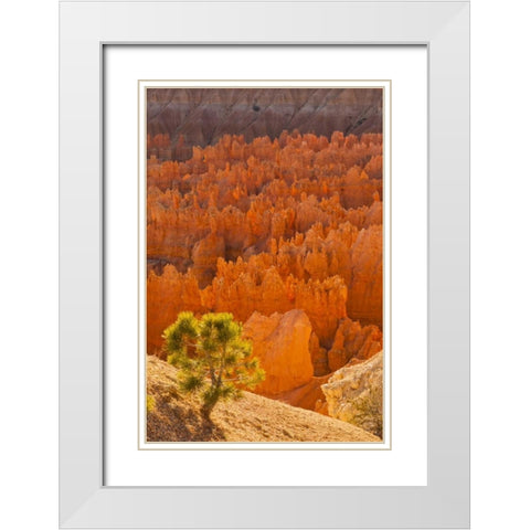 USA, Utah, Bryce Canyon NP White Modern Wood Framed Art Print with Double Matting by Illg, Cathy and Gordon