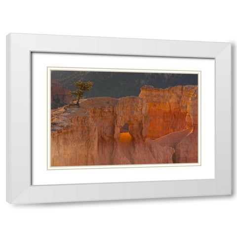 Utah, Bryce Canyon Tree in rock formation White Modern Wood Framed Art Print with Double Matting by Illg, Cathy and Gordon