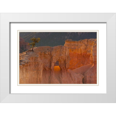 Utah, Bryce Canyon Tree in rock formation White Modern Wood Framed Art Print with Double Matting by Illg, Cathy and Gordon