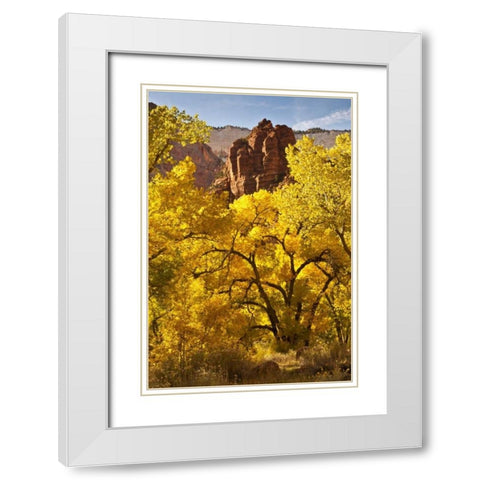 UT, Zion NP Autumn cottonwood and rock formation White Modern Wood Framed Art Print with Double Matting by Illg, Cathy and Gordon