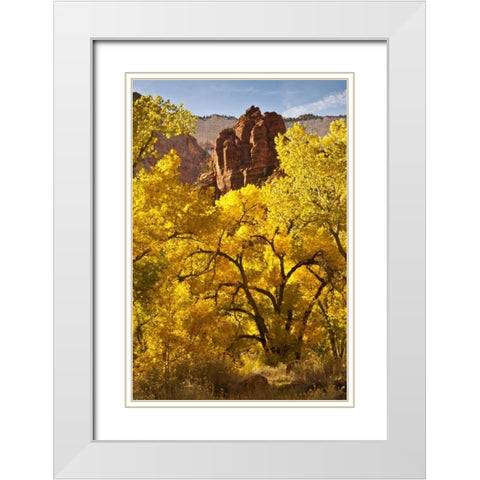 UT, Zion NP Autumn cottonwood and rock formation White Modern Wood Framed Art Print with Double Matting by Illg, Cathy and Gordon