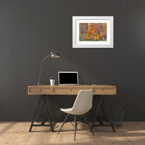 UT, Zion NP Autumn-colored maple leaves White Modern Wood Framed Art Print with Double Matting by Illg, Cathy and Gordon