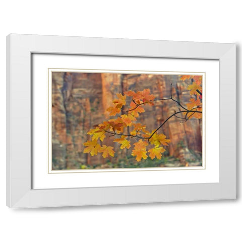 UT, Zion NP Autumn-colored maple leaves White Modern Wood Framed Art Print with Double Matting by Illg, Cathy and Gordon