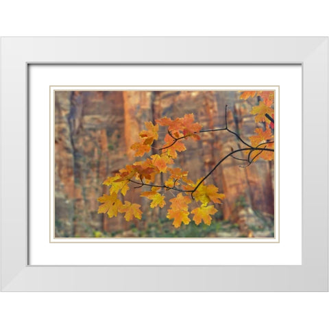 UT, Zion NP Autumn-colored maple leaves White Modern Wood Framed Art Print with Double Matting by Illg, Cathy and Gordon