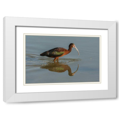Utah, Bear River NWR White-faced ibis feeding White Modern Wood Framed Art Print with Double Matting by Illg, Cathy and Gordon