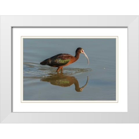 Utah, Bear River NWR White-faced ibis feeding White Modern Wood Framed Art Print with Double Matting by Illg, Cathy and Gordon