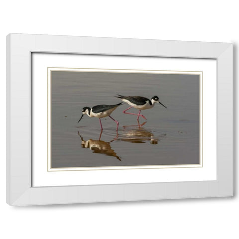 Utah, Bear River NWR Black-necked stilts feeding White Modern Wood Framed Art Print with Double Matting by Illg, Cathy and Gordon