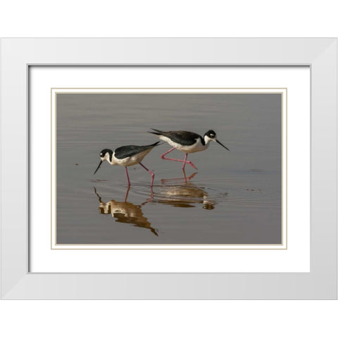 Utah, Bear River NWR Black-necked stilts feeding White Modern Wood Framed Art Print with Double Matting by Illg, Cathy and Gordon