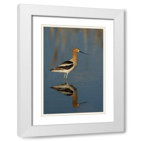 Utah, Bear River NWR American avocet wading White Modern Wood Framed Art Print with Double Matting by Illg, Cathy and Gordon