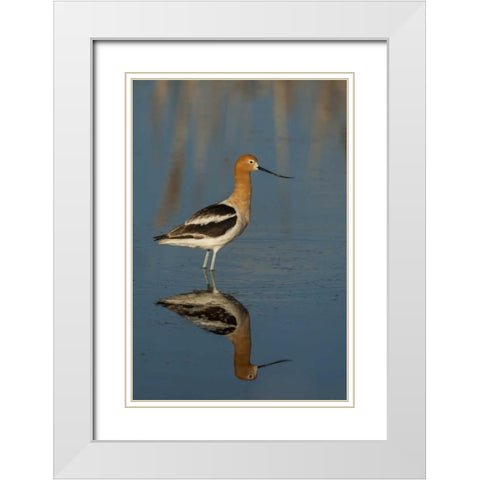Utah, Bear River NWR American avocet wading White Modern Wood Framed Art Print with Double Matting by Illg, Cathy and Gordon