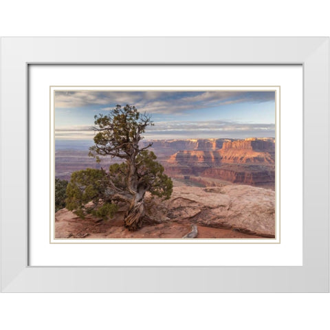 UT, Dead Horse Point SP Juniper and canyon White Modern Wood Framed Art Print with Double Matting by Illg, Cathy and Gordon