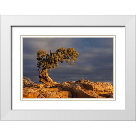 Utah, Dead Horse Point Sunrise on juniper tree White Modern Wood Framed Art Print with Double Matting by Illg, Cathy and Gordon