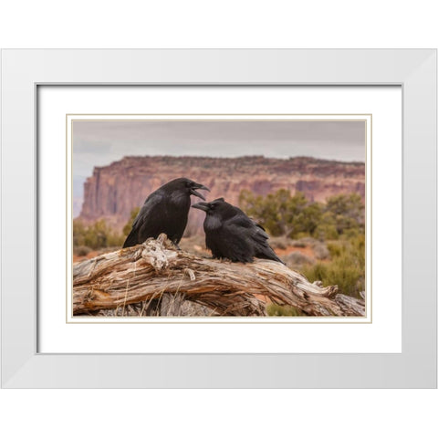 USA, Utah, Canyonlands NP Pair of ravens on log White Modern Wood Framed Art Print with Double Matting by Illg, Cathy and Gordon