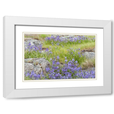 WA, Yellow Island Flowers surround boulders White Modern Wood Framed Art Print with Double Matting by Paulson, Don