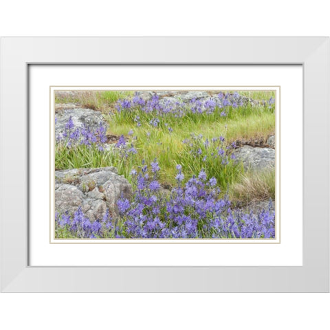 WA, Yellow Island Flowers surround boulders White Modern Wood Framed Art Print with Double Matting by Paulson, Don
