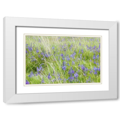 WA, San Juans Yellow Island Flowers amid grass White Modern Wood Framed Art Print with Double Matting by Paulson, Don