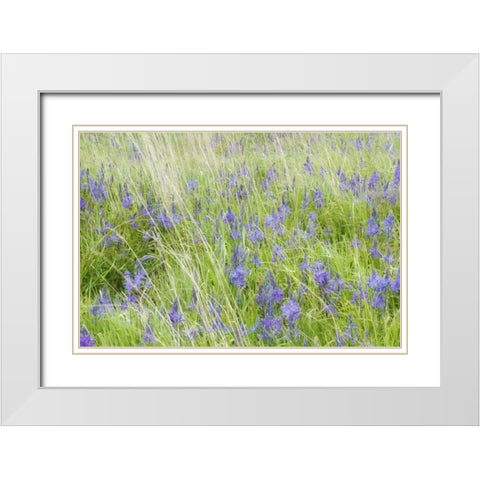 WA, San Juans Yellow Island Flowers amid grass White Modern Wood Framed Art Print with Double Matting by Paulson, Don