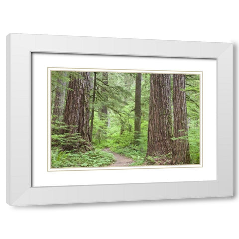 Washington, Olympic NF Trail through the forest White Modern Wood Framed Art Print with Double Matting by Paulson, Don