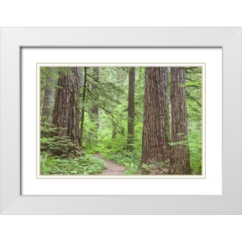Washington, Olympic NF Trail through the forest White Modern Wood Framed Art Print with Double Matting by Paulson, Don